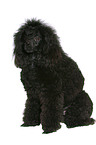 sitting Miniature Poodle