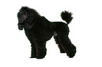 standing Miniature Poodle