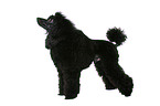 standing Miniature Poodle