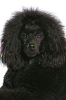 Miniature Poodle Portrait