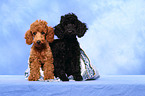Miniature Poodle Puppies