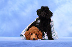 Miniature Poodle Puppies