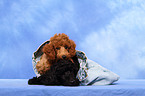 Miniature Poodle Puppies