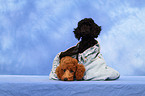 Miniature Poodle Puppies