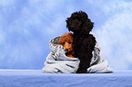Miniature Poodle Puppies