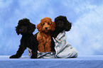 Miniature Poodle Puppies