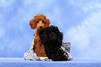 Miniature Poodle Puppies
