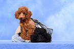 Miniature Poodle Puppies