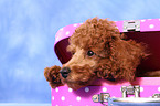 Miniature Poodle Puppy