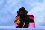 Miniature Poodle Puppies