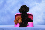 Miniature Poodle Puppies