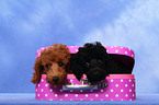 Miniature Poodle Puppies