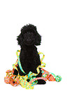 Miniature Poodle Puppy