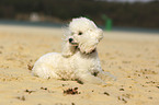 lying Miniature Poodle