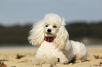 lying Miniature Poodle