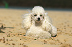 lying Miniature Poodle