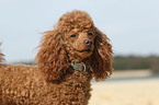 Miniature Poodle Portrait