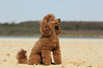 sitting Miniature Poodle