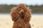 Miniature Poodle Portrait