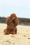 lying Miniature Poodle