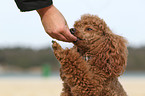 Miniature Poodle Portrait