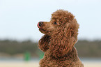 Miniature Poodle Portrait