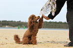 Miniature Poodle gives paw