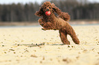 playing Miniature Poodle