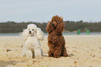 2 Miniature Poodles