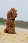 sitting Miniature Poodle