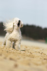 barking Miniature Poodle