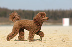 walking Miniature Poodle