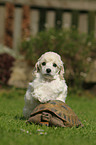 Miniature Poodle Puppy and tortoise