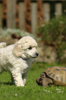 Miniature Poodle Puppy and tortoise