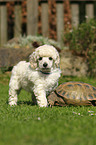 Miniature Poodle Puppy and tortoise