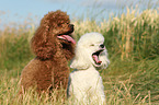 2 Miniature Poodles