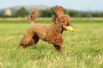 playing Miniature Poodle