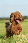 running Miniature Poodle