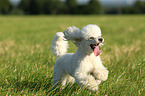 running Miniature Poodle