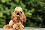 lying Miniature Poodle