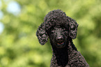 Miniature Poodle Portrait