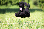 jumping Miniature Poodle