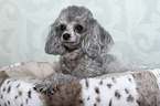 lying Miniature Poodle