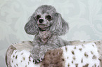 lying Miniature Poodle