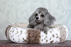 lying Miniature Poodle