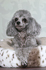 lying Miniature Poodle