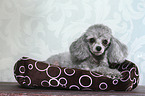 lying Miniature Poodle