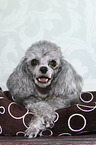 lying Miniature Poodle