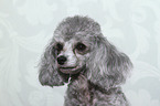 Miniature Poodle Portrait