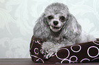 lying Miniature Poodle